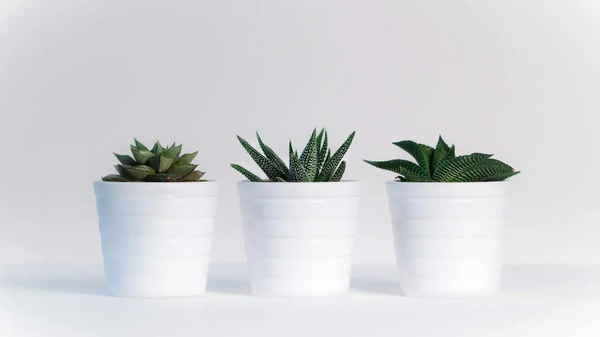 Three Green Assorted Plants in White Ceramic Pots