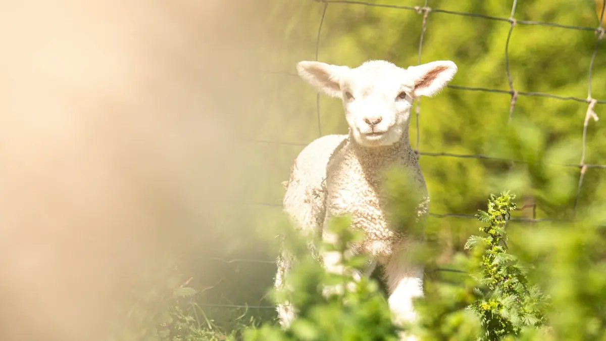 a lamb standing in the grass behind a fence