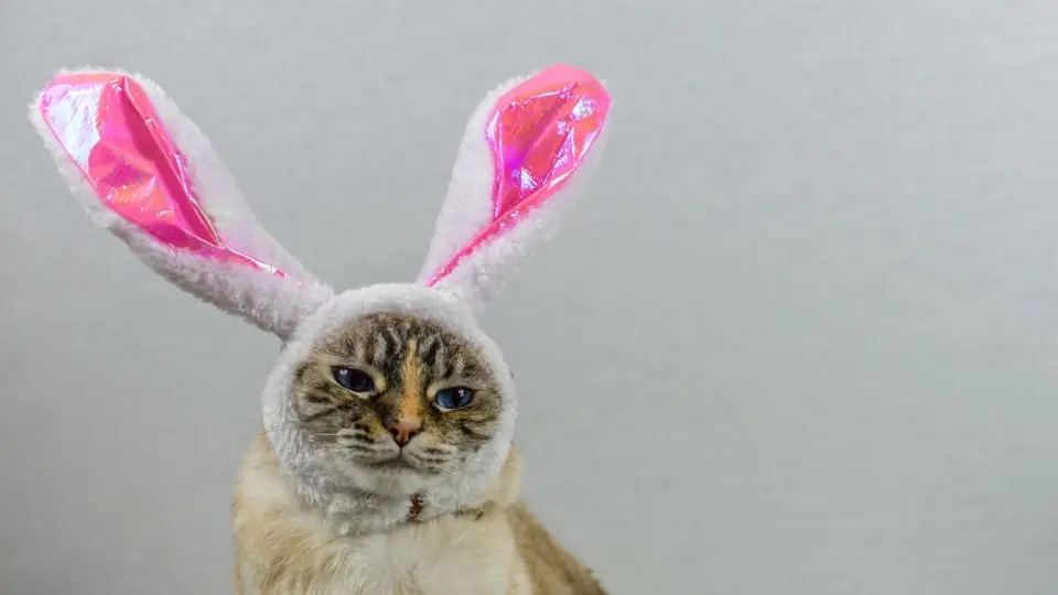 brown cat with pink ribbon on head
