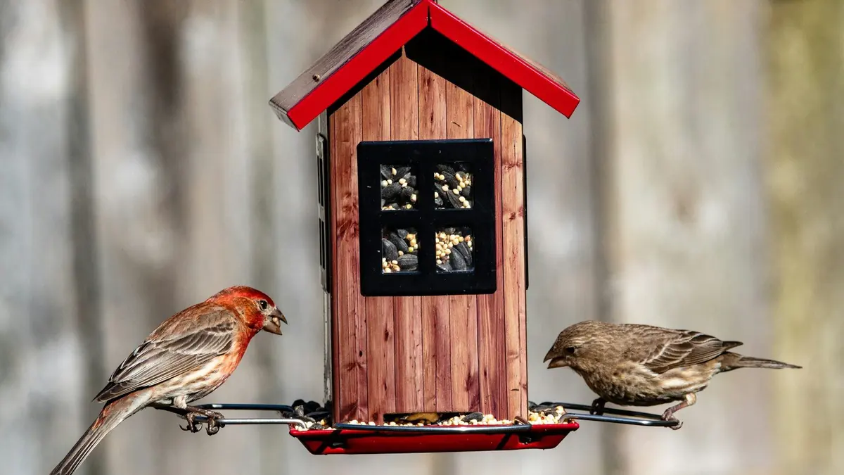 brown bird on red wooden bird house