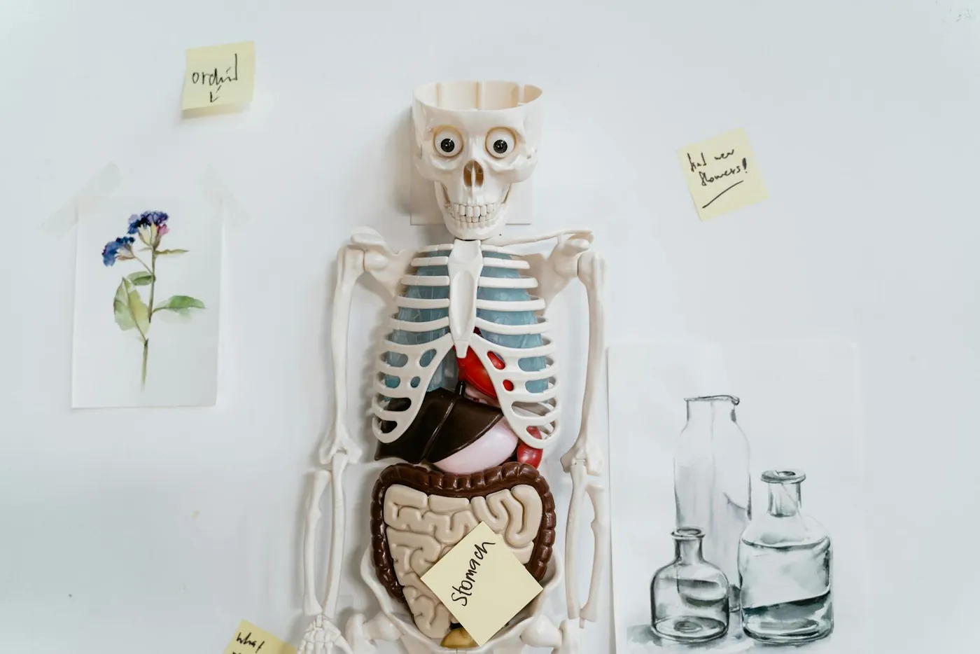 Skeleton Model and Sticky Notes