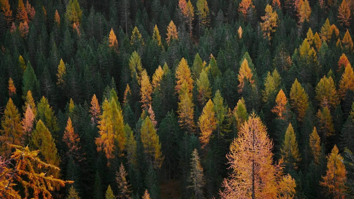 aerial view photography of forest
