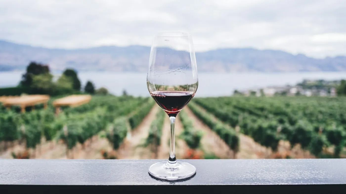 clear wine glass overlooking orchard during daytime