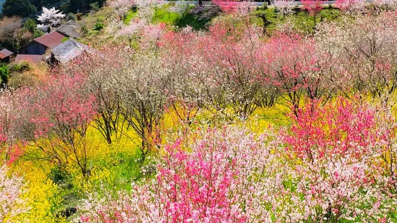 assorted color flower field during daytime