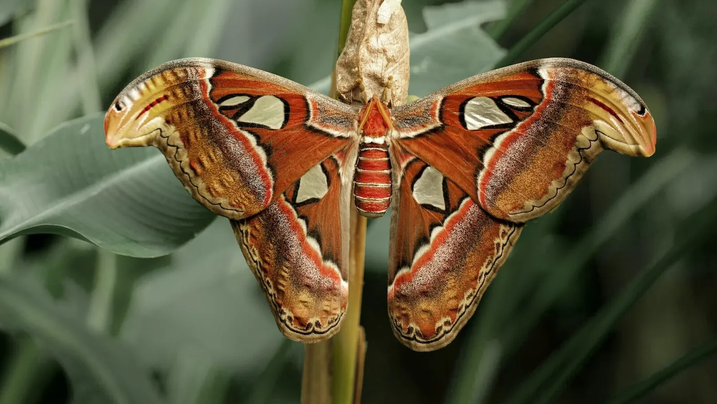 Close-up Photography of Atlas Moth