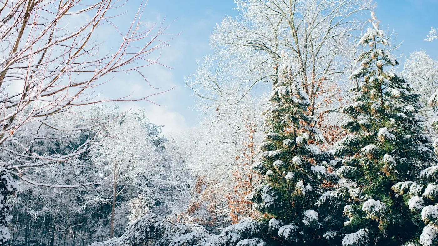 green pine trees during snow season