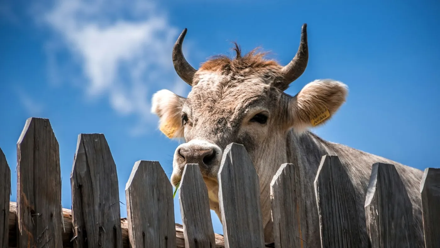 cattle behind fence