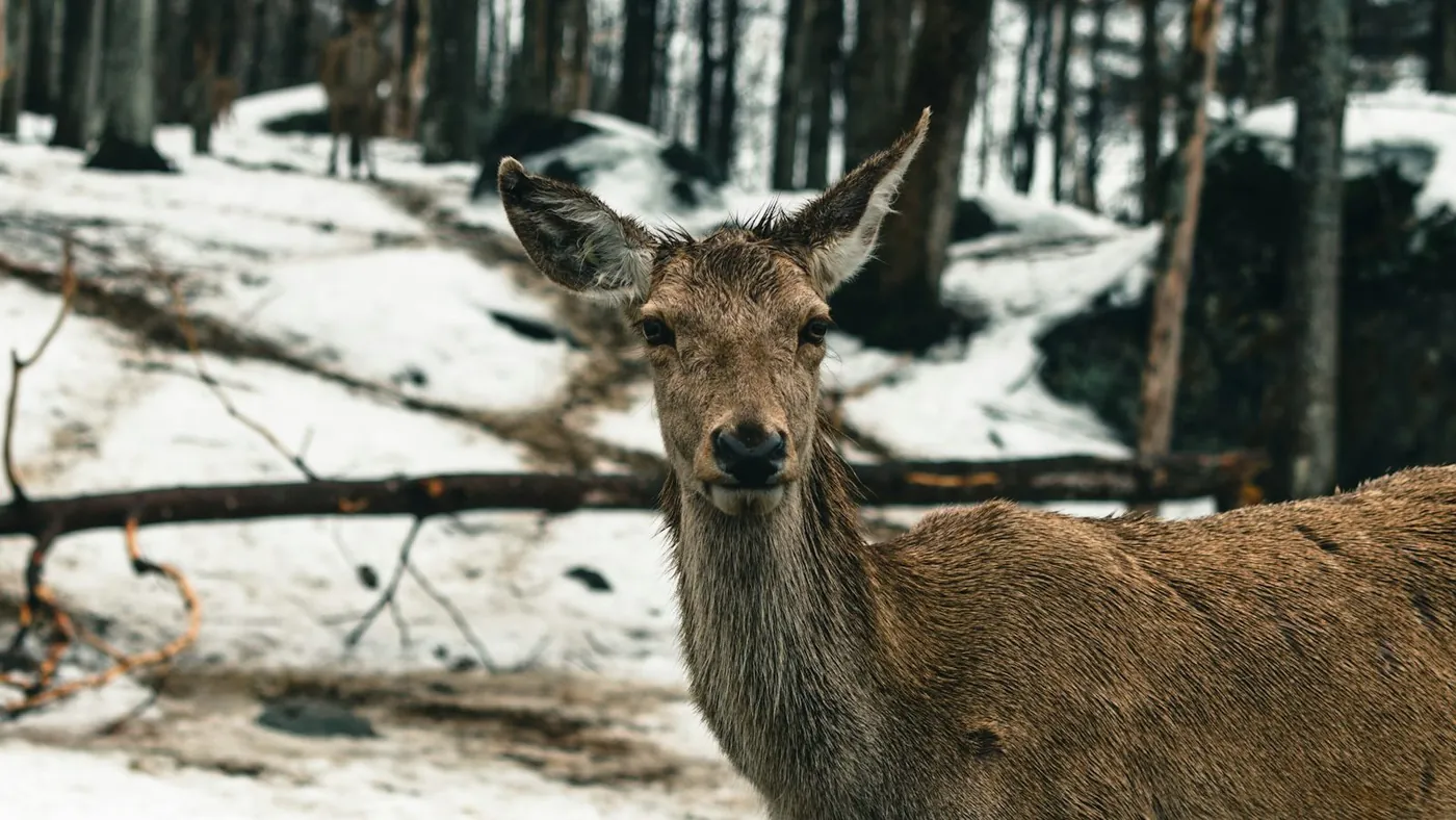 a deer is standing in the snow in a wooded area