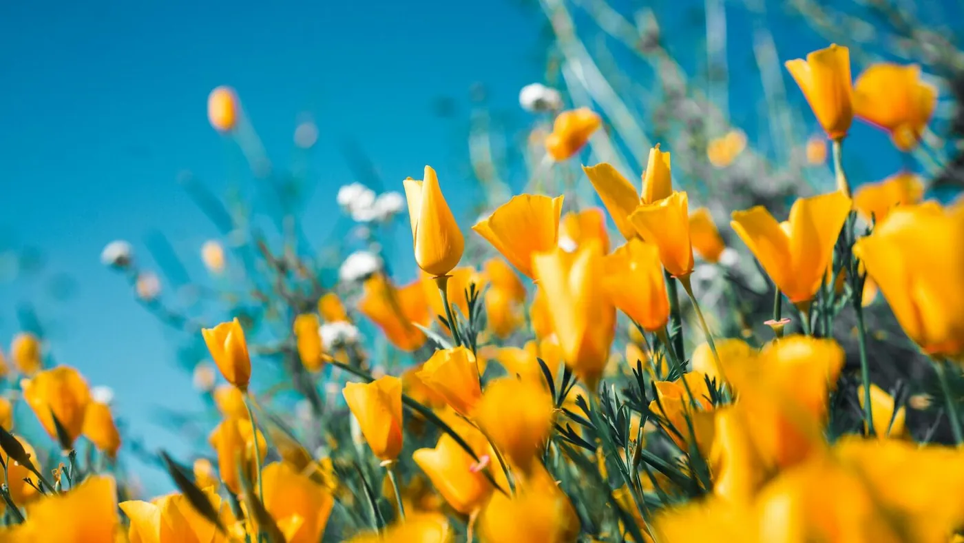 orange petaled flowers