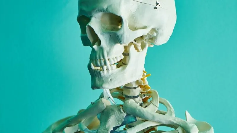 Photo of Skeleton