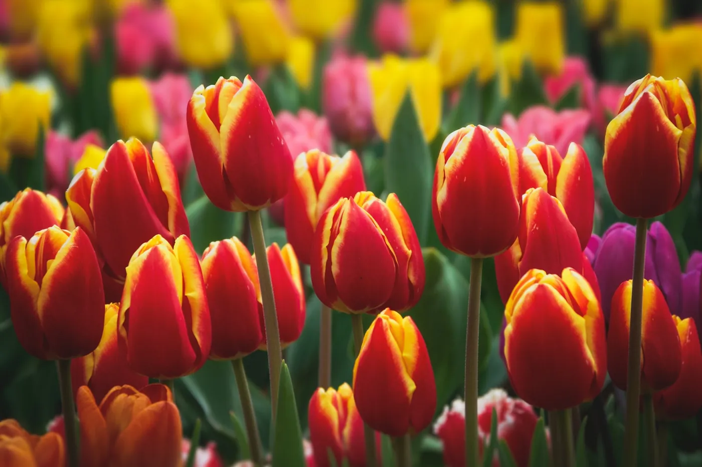 red tulips in bloom during daytime