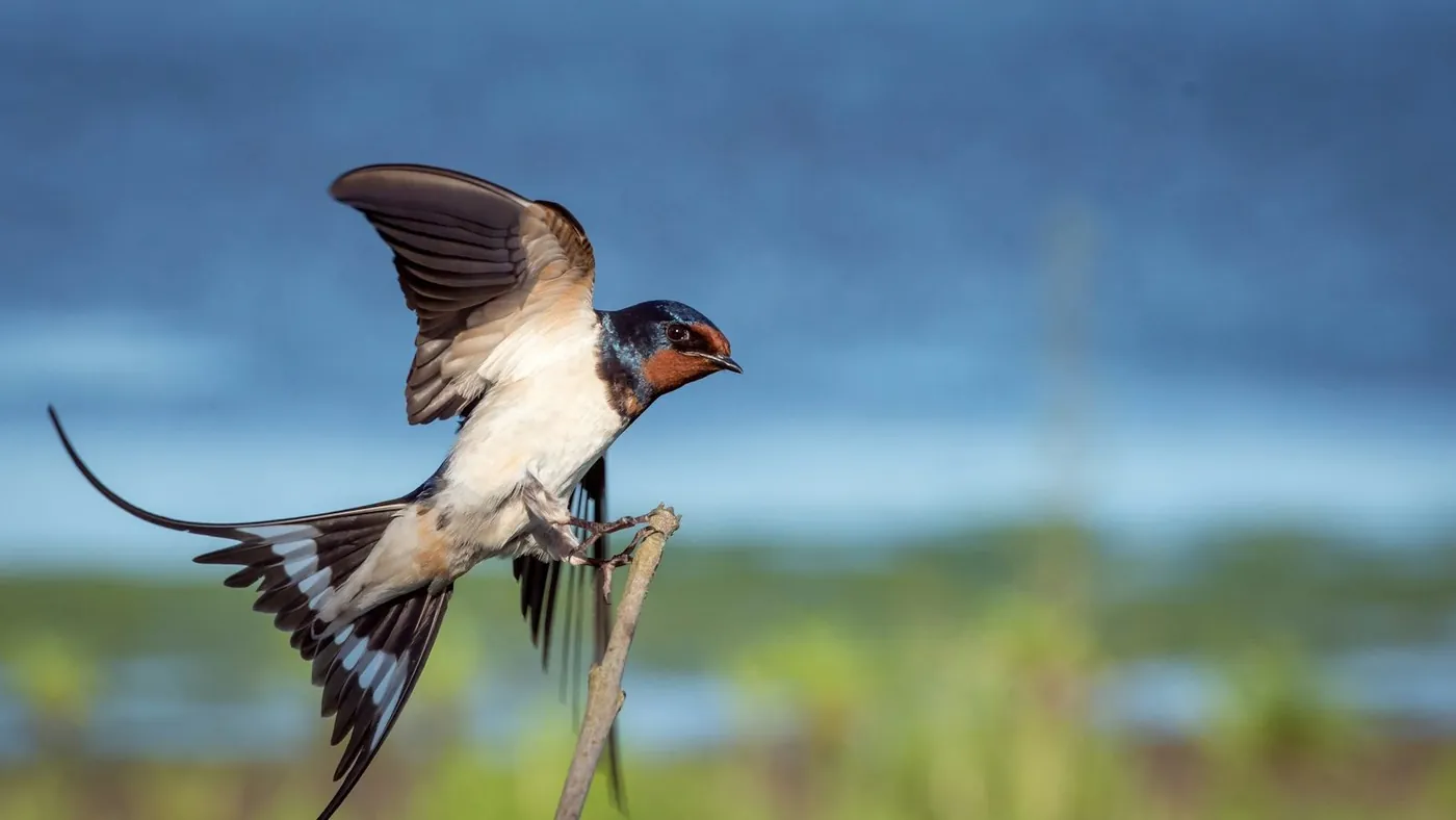macro-photography blue, brown, and white sparrow on branch