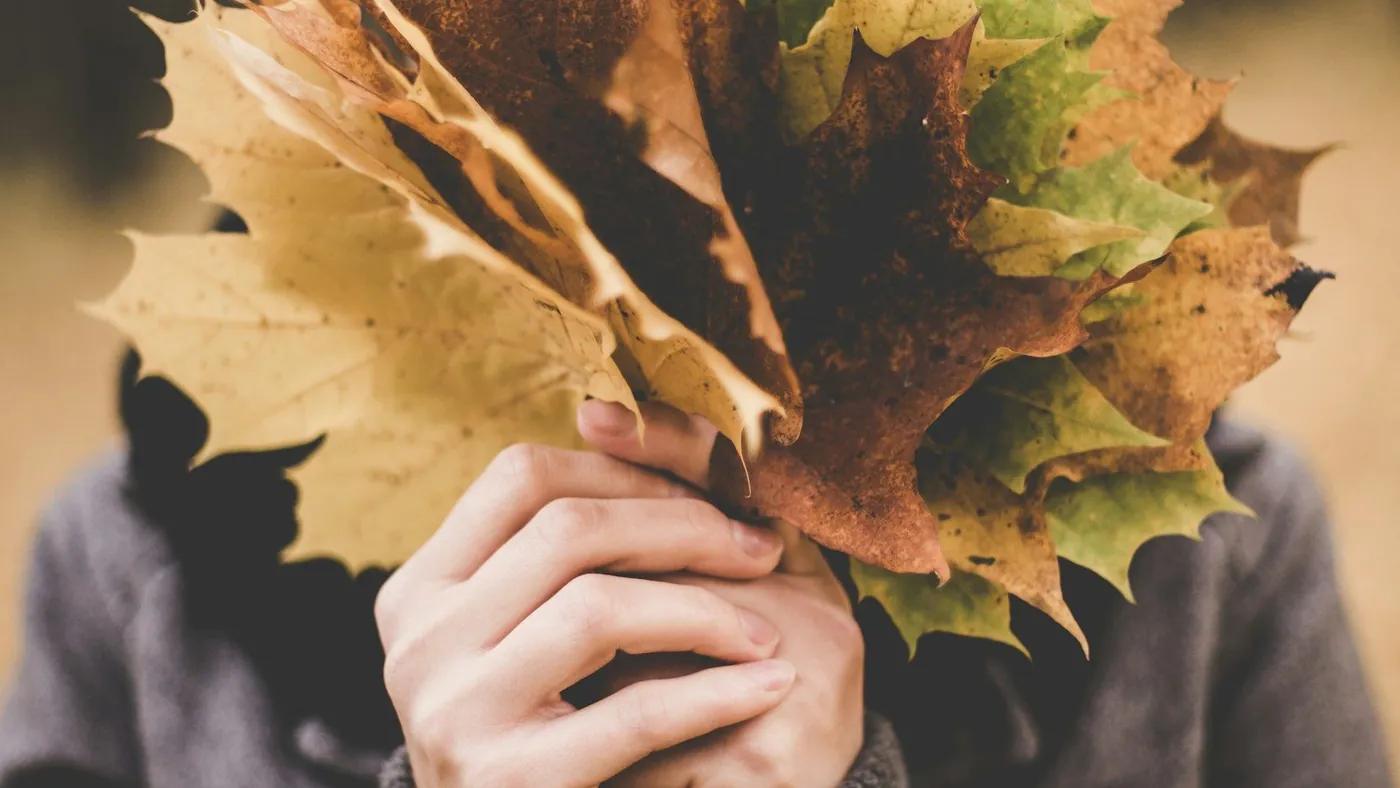 person holding bundle of autumn maple leaves