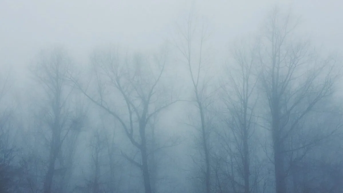 bare trees covered with fog
